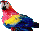 Macaw