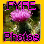 Fyfe Photography