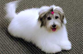 Cutie Coton De Tulear